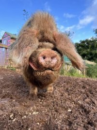 Photo of Mustard the pig