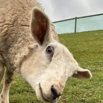 Photo of a sheep