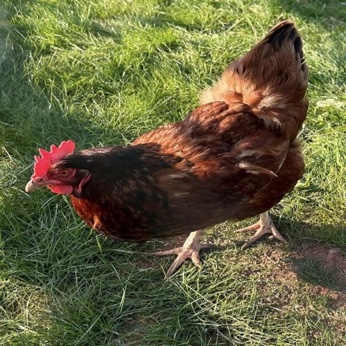 Betsy