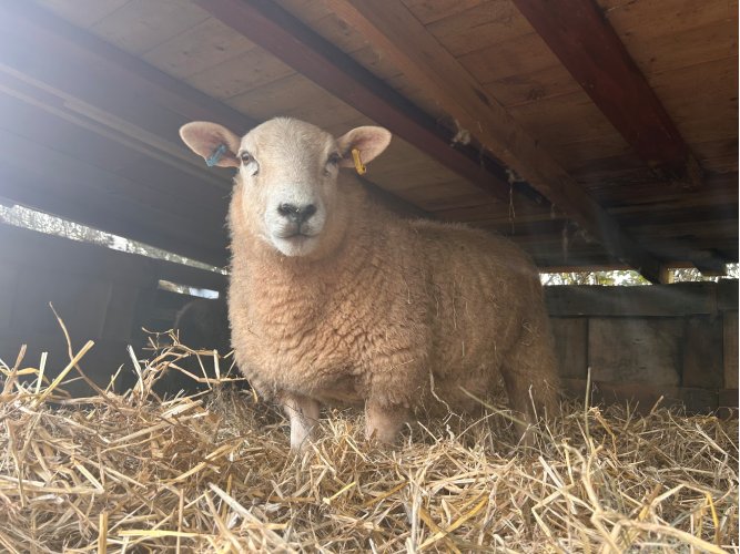 Dolly