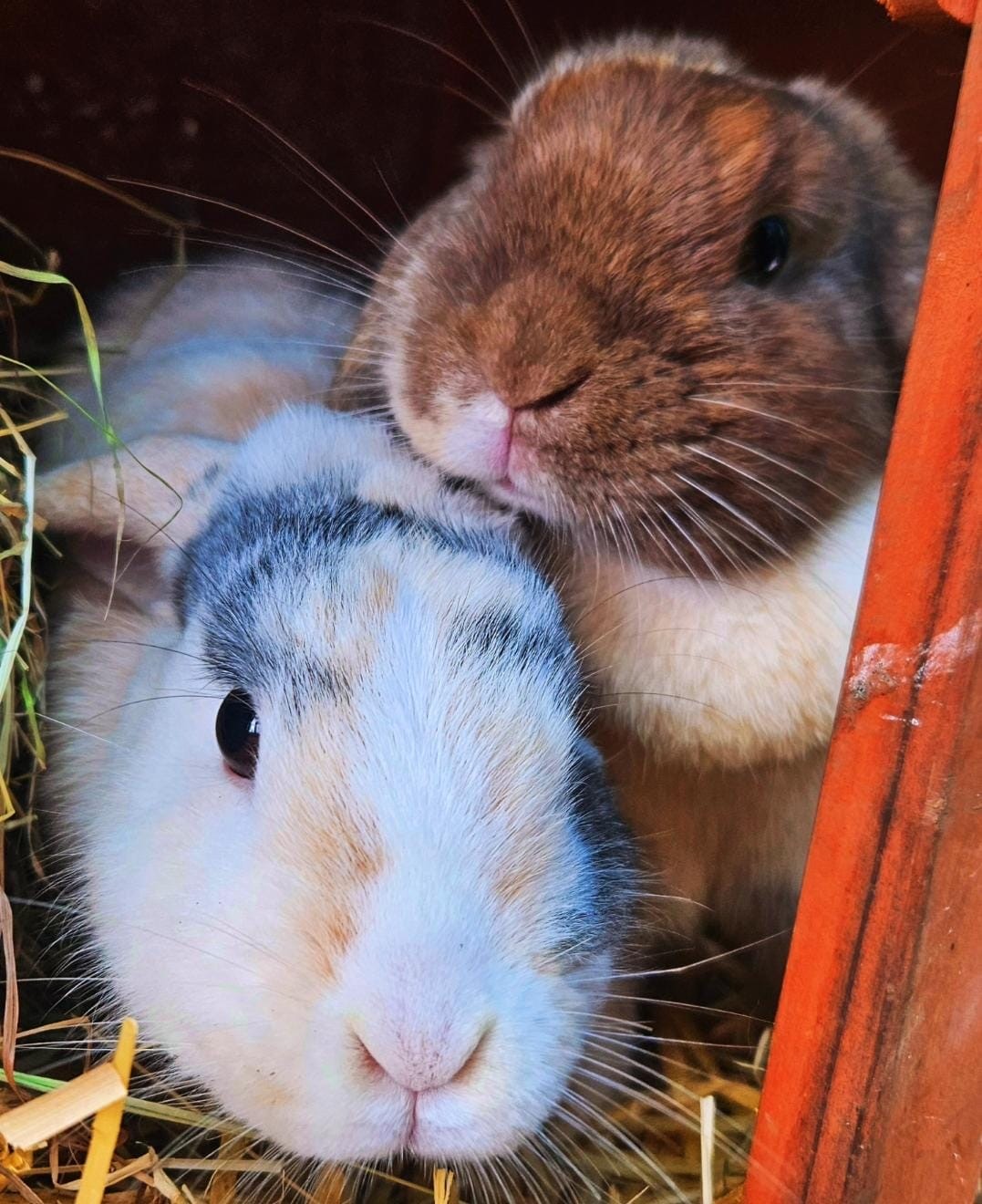 Luna and Blossom