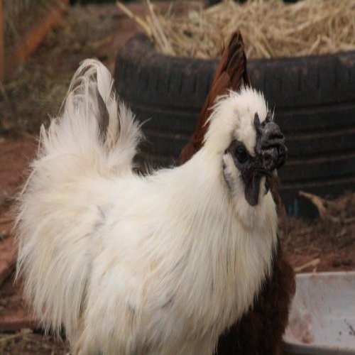 Pip