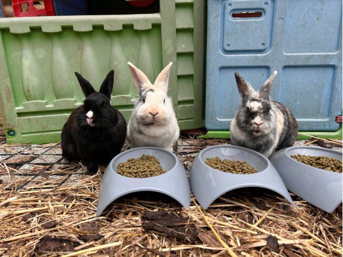 Pickle Thumper Flopsy