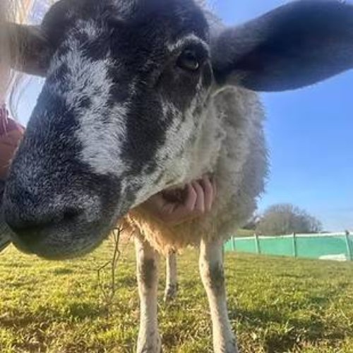 Willow